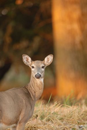 A white-tailed deer doe stops in the warm glow of the early morning.の写真素材