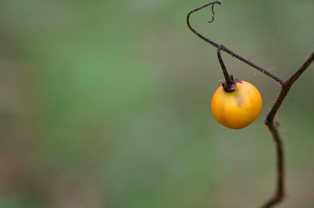 Bright yellow berry on a small thorny vine.の写真素材