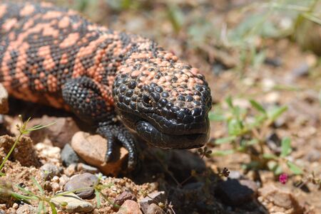 The endangered Gila monster is the only venomous lizard found in the United States.の写真素材