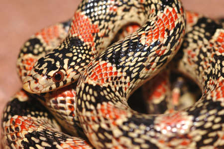 A longnose snake  found in the high desert region of Arizona.の写真素材