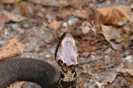 A cottonmouth snake displaying how it got the name cottonmouth. This is a defense display.の写真素材