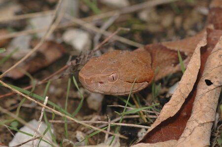 A copperhead snake crawls through the grass.の写真素材