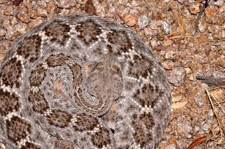 A western diamondback rattlesnake shows the attractive pattern of diamonds on it's back.の写真素材