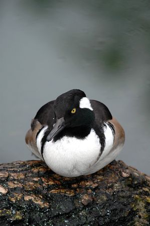 Male hooded merganser duck resting on a fallen log.の写真素材