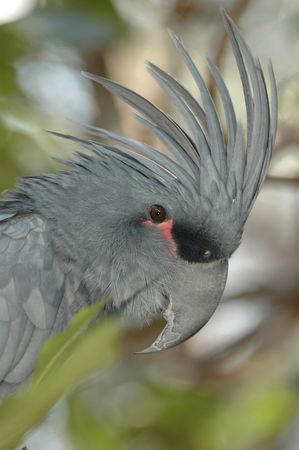 Portrait of an Australian grey cockatoo.
