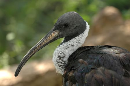 A portrait of one of the many species of African Vultures.の写真素材