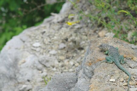 An eastern collard lizard basking on a rock ledge in western Missouri.の写真素材