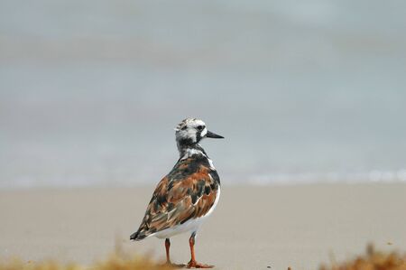 A ruddy turnstone on the beach at Padre Island National Seashore.