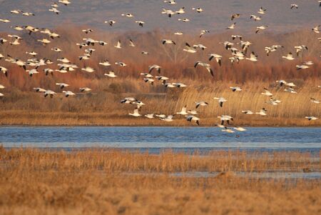 Snow geese fly into the refuge to roost for the night.の写真素材