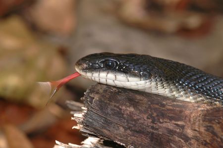 Portrait of a large black rat snake flicking it's tongue.