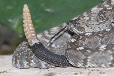 A Texas black-tailed rattlesnake shows off the size of it's rattle.