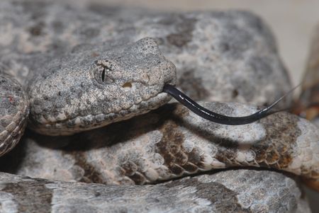A macro photo of a mottled rock rattlesnake.の写真素材