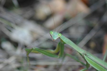 a large green preying mantis with a blurred woods background.