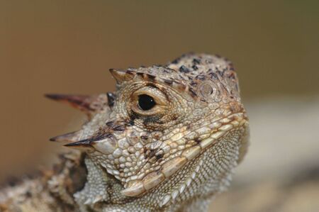 A macro photograph of a Texas horned lizard.の写真素材