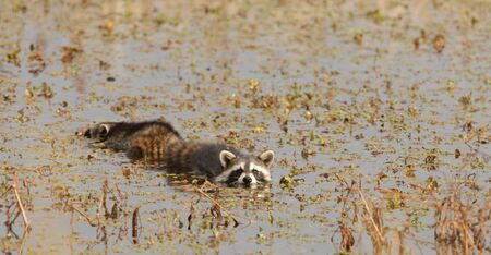 A pair of raccoons swim across the wetland waters.の写真素材