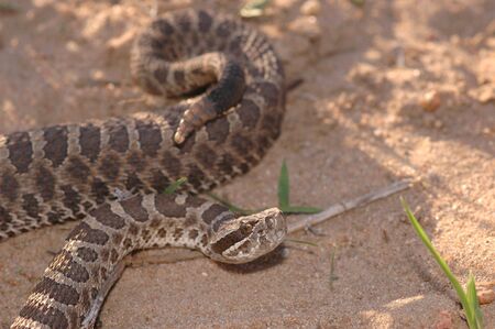 A  Western Massasauga rattlesnake from central Kansas.