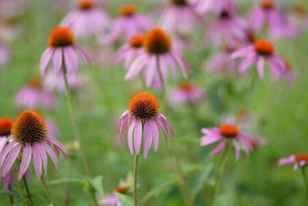 A field of wild flowers at a western Missouri nature park.の写真素材