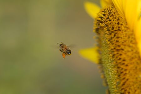 A honey bee flying from a freshly pollinated sunflower.