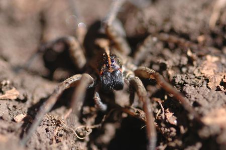 A macro photo with limited depth of field showing the eyes of a large wolf spider.