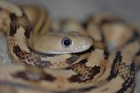 A macro photograph of the eye of a Trans Pecos ratsnake.の写真素材