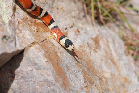 An Arizona mountain kingsnake crawling down across a large rock.