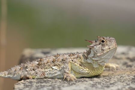 A Texas horned lizard from Western Kansas.の写真素材