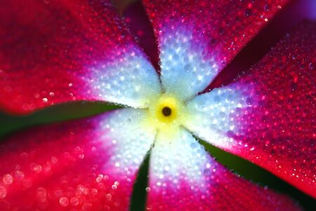 A lovely red and white flower is fresh with morning dew drops.の写真素材