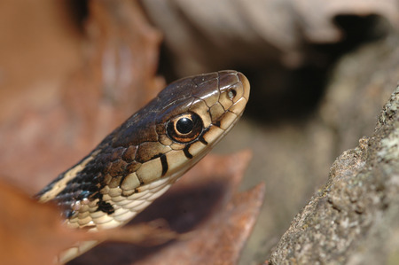A macro image of the head of an eastern garter snake.の写真素材