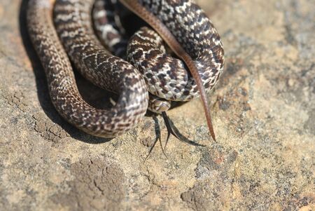 This young yellow-bellied racer hides his head under a loose coil.の写真素材