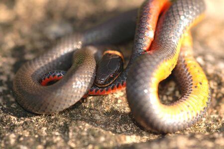 A small prairie ringneck snake attempts to hide it's head behind a coil of it's body.の写真素材