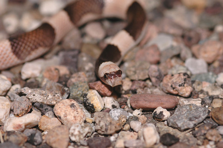 The saddled leafnose from the Arizona Desert.の写真素材