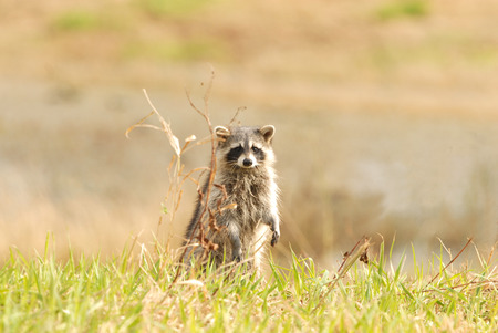 A cute raccoon stands up and looks around the wildlife refuge.の写真素材