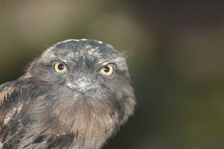An australian tawny frogmouth bird against a natural green background.の写真素材