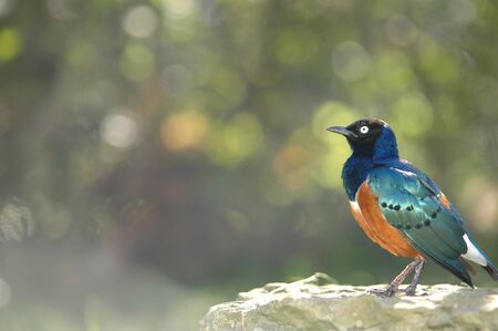 A colorful African superb starling with a light green background.の写真素材