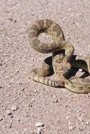 This Mojave rattlesnake appears to be quite angry.