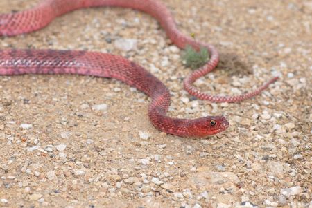 A bright red coachwhip snake from western Texas.の写真素材