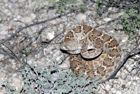This western diamondback rattlesnake was photographed in southern Arizona.