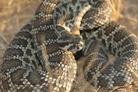 The southern pacific rattlesnake is one of California's most comon rattlesnakes.