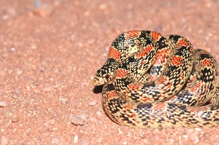 A typical longnose snake found in the Arizona desert.の写真素材
