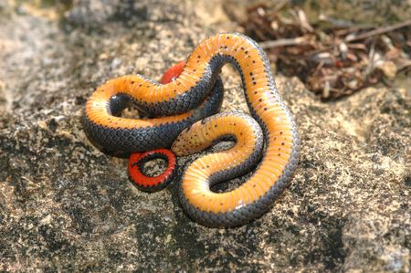 Prairie ringneck snakes often play dead when first captured.の写真素材