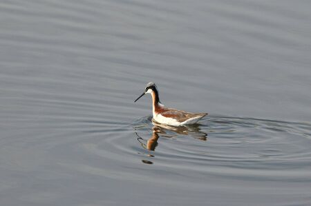 This Wilson's phalarope is foraging in the wetlands of central Kansas.