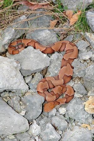 A copperhead snake contrasts strongly against the grey rock background.の写真素材