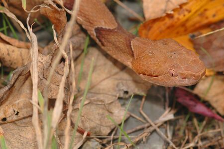 The osage copperhead is the most common venomous snake in the midwestern United States.の写真素材