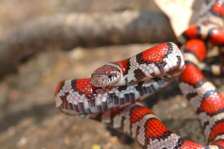 This brightly colored and beautiful picture of a red milksnake was taken in southern Illinois.の写真素材