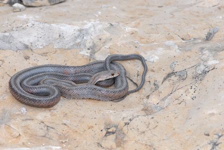 This bairds ratsnake was photographed in the desert of west Texas.