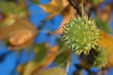 A green spiked sweetgum tree seed hangs down away from the rest of the leaves.の写真素材