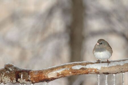 A small sparrow like bird perches on an ice covered branch.の写真素材