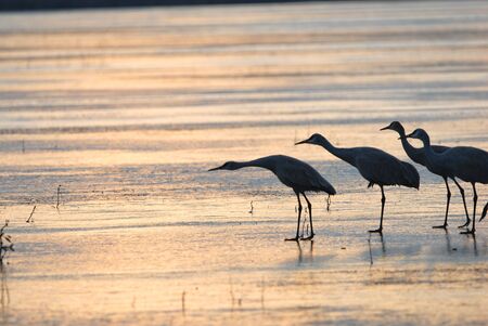 Several sandhill cranes prepare to take flight from the frozen ice.の写真素材