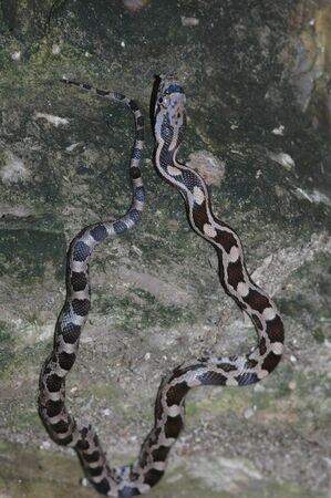 This juvenile black ratsnake was spotted climbing the face of a limestone bluff.の写真素材