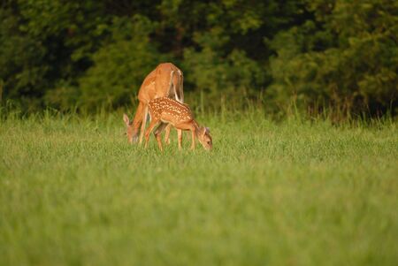 A young white-tailed deer fawn still has it's spots as it grazes with the mother doe.の写真素材